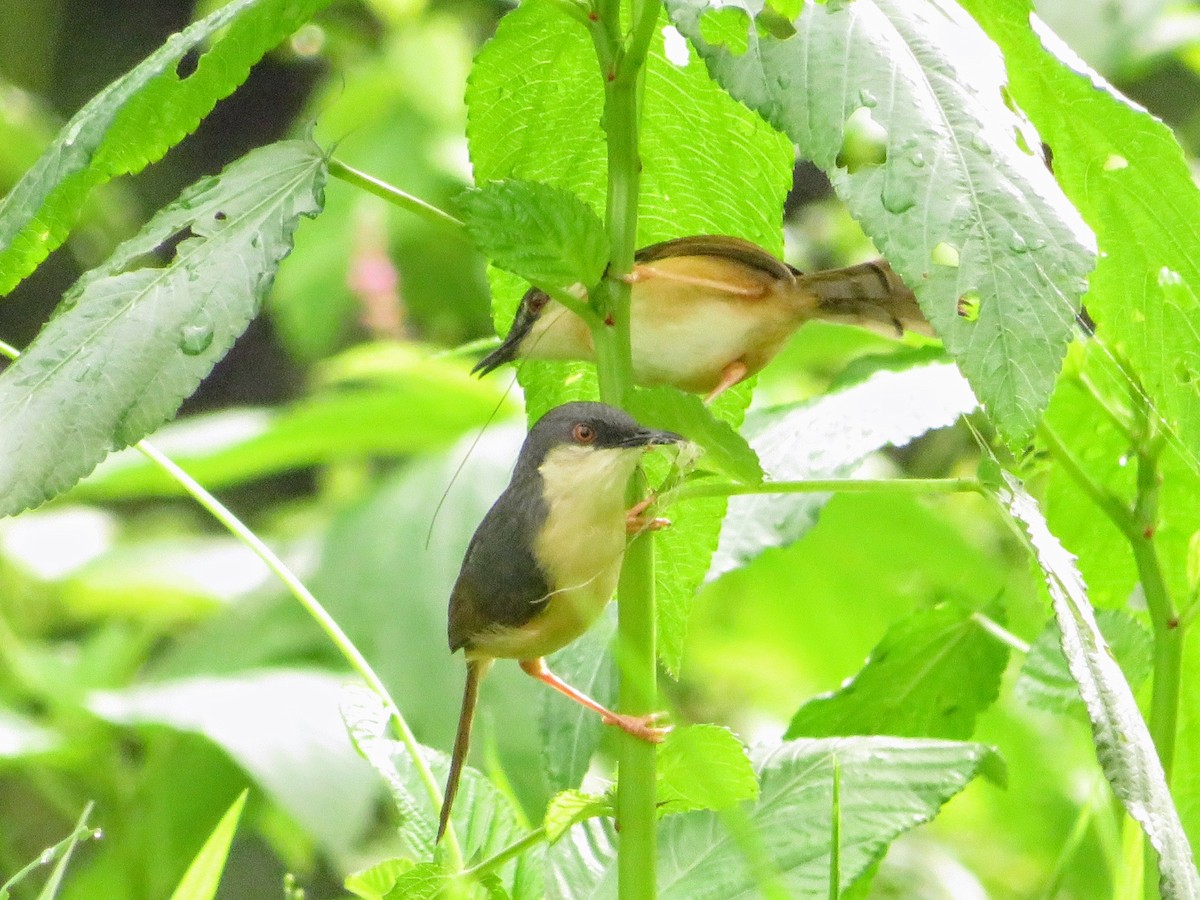 Ashy Prinia - ML638216744
