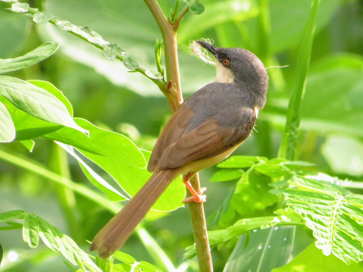 Ashy Prinia - ML638216745