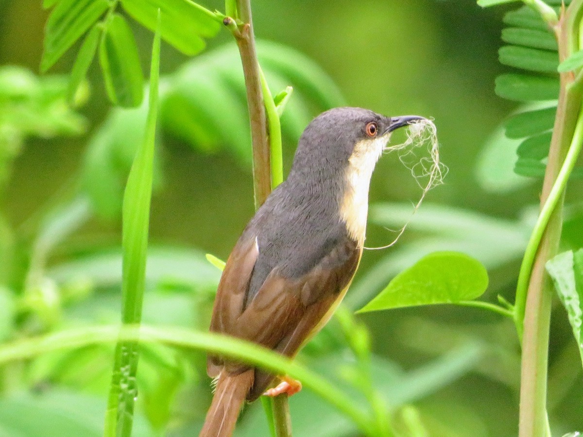 Ashy Prinia - ML638216746