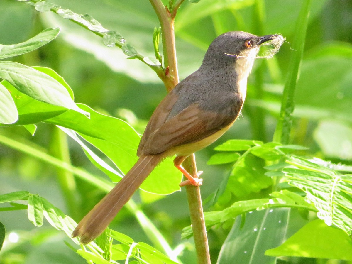 Ashy Prinia - ML638216747