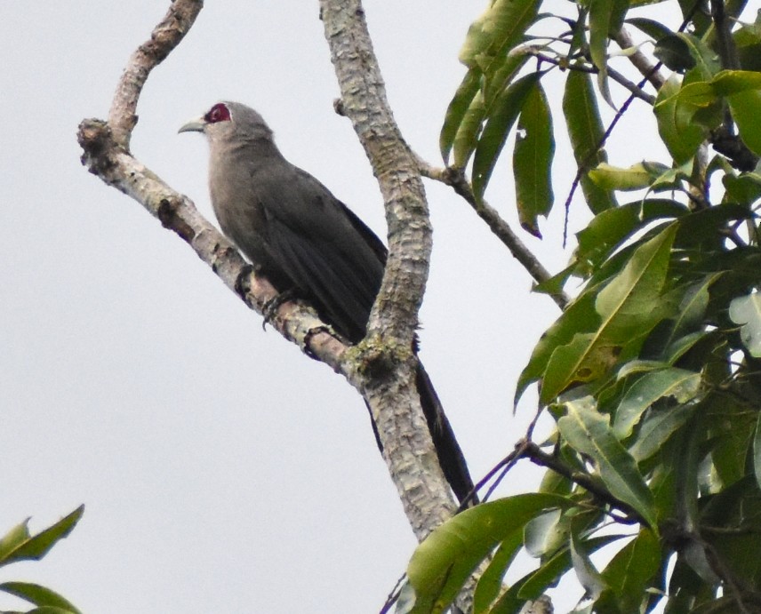Green-billed Malkoha - ML638216751