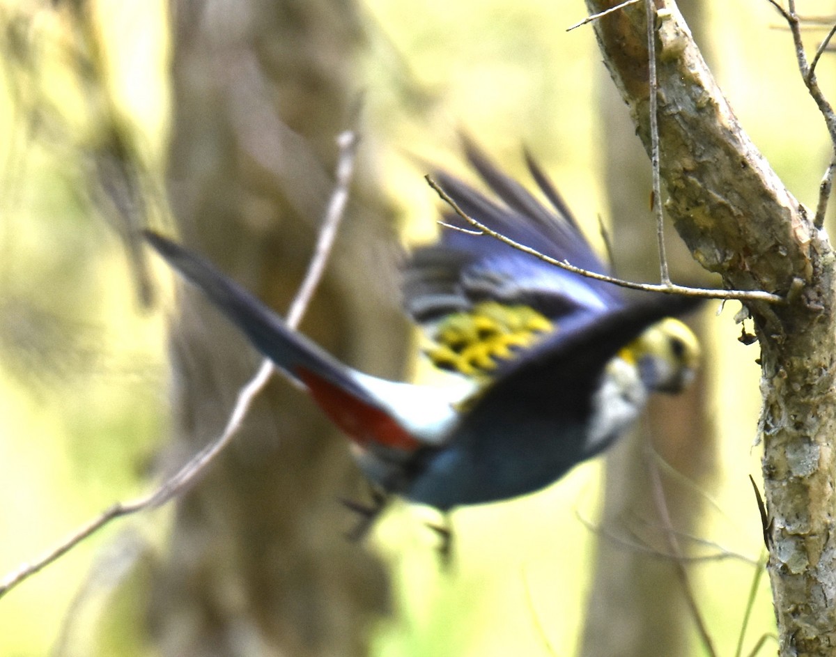 Pale-headed Rosella - ML638216752