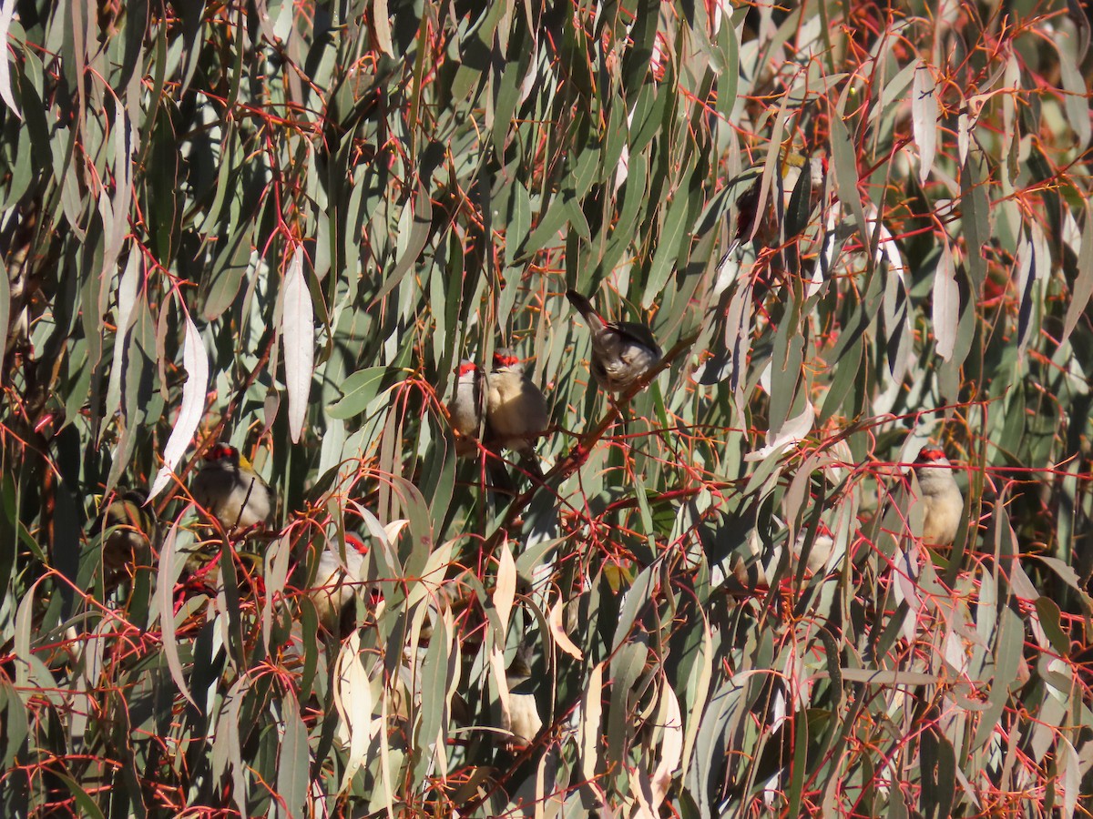 Red-browed Firetail - ML638216771
