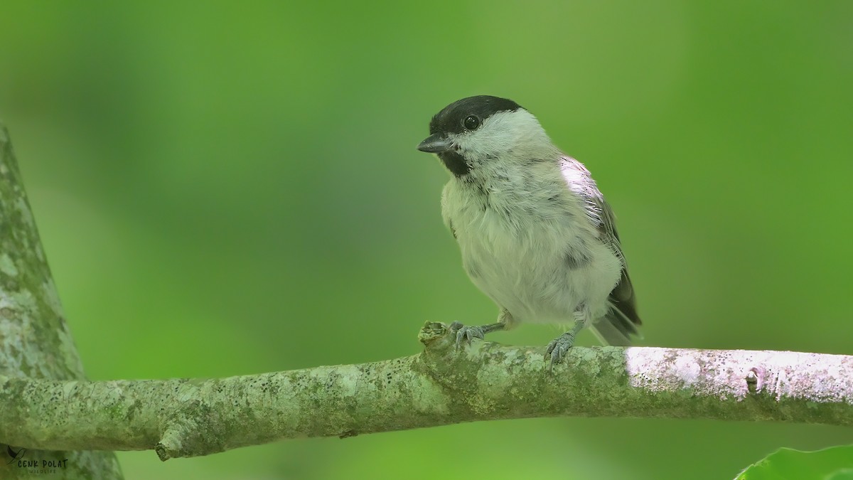 Marsh Tit - ML638216820