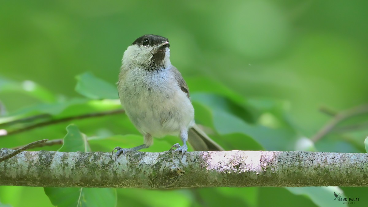 Marsh Tit - ML638216821