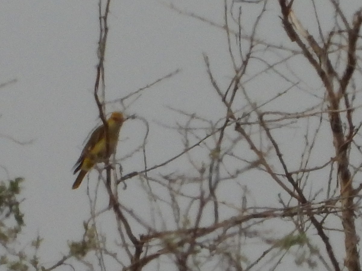 Eurasian Golden Oriole - ML638216826