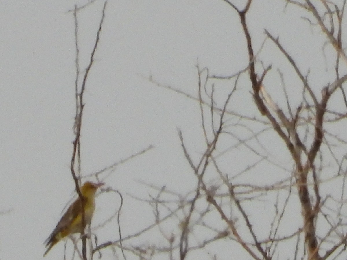 Eurasian Golden Oriole - ML638216827