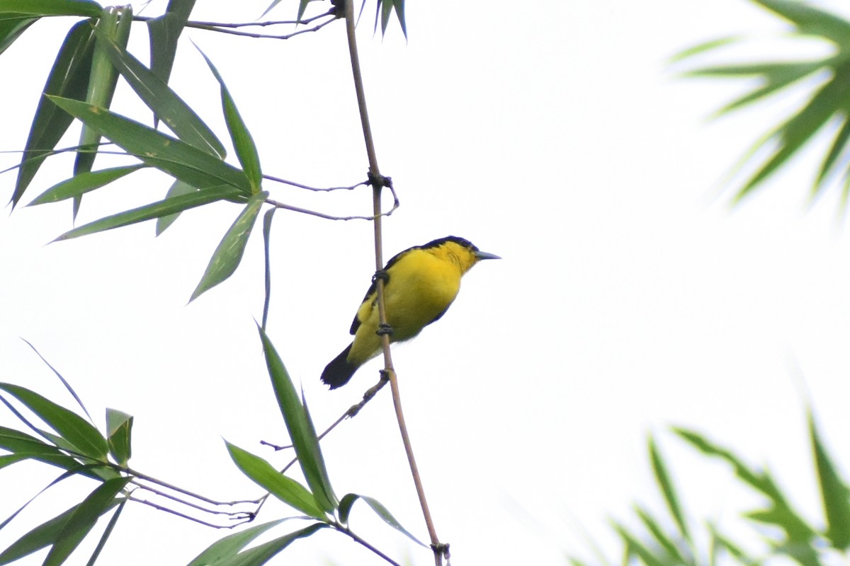 Common Iora - ML638216829