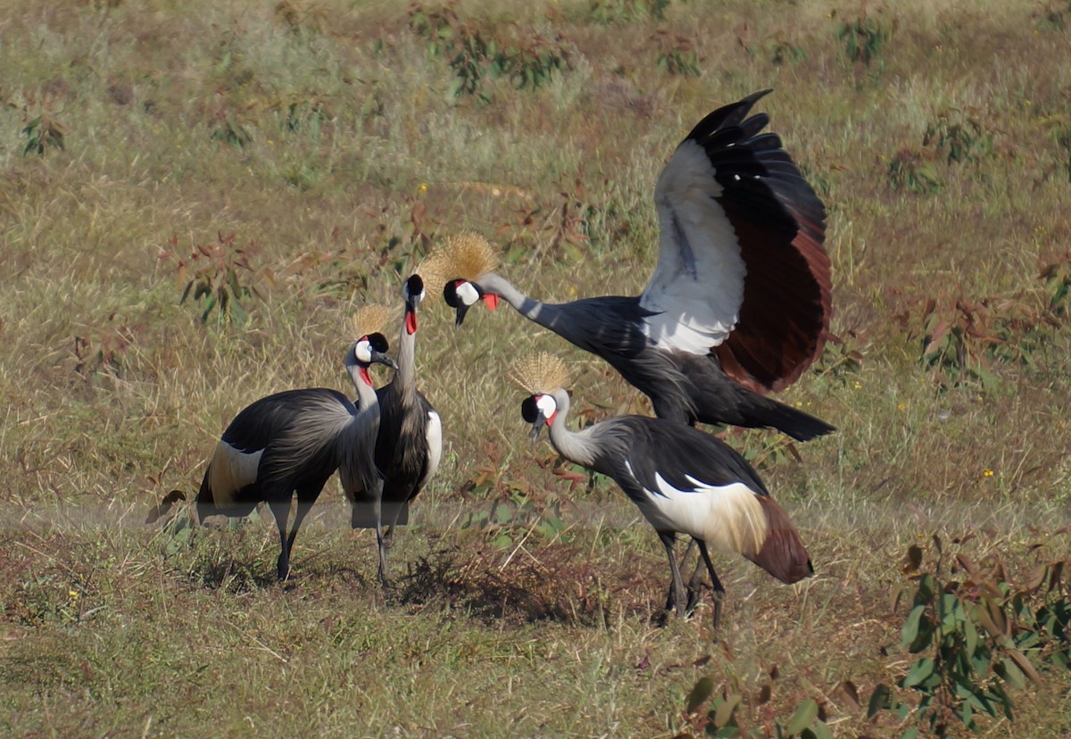 Gray Crowned-Crane - ML638216843