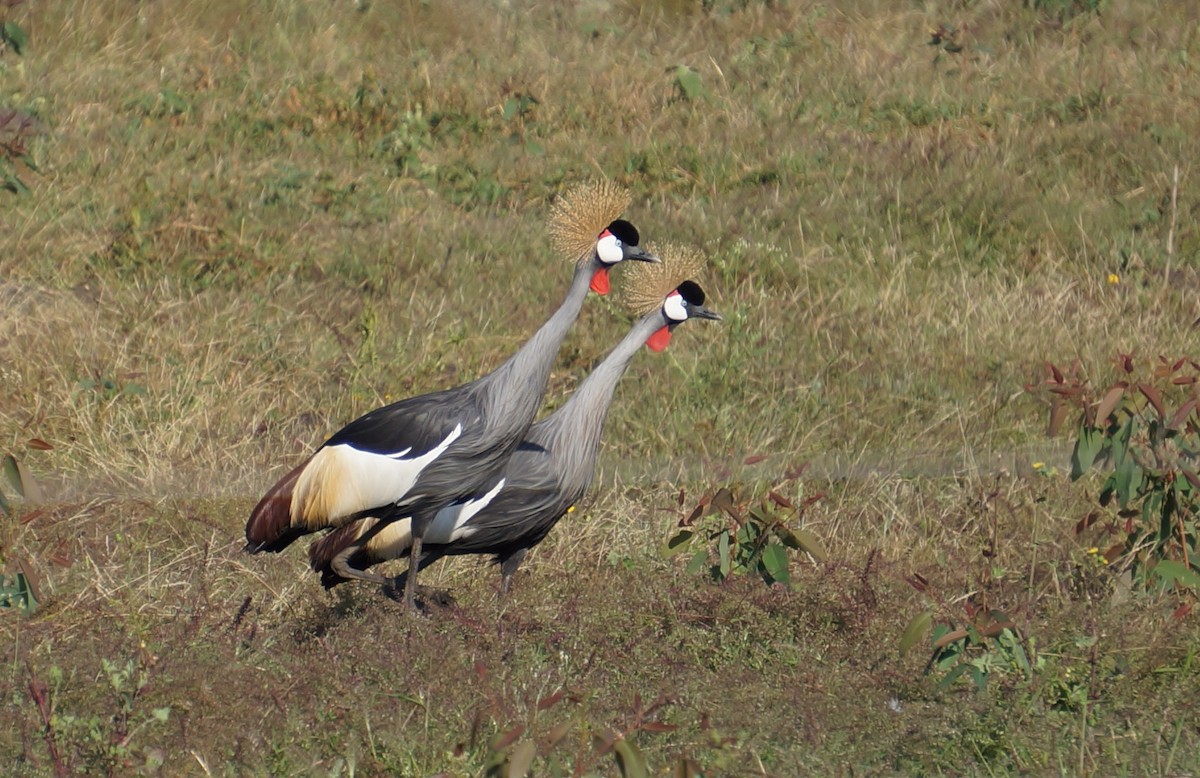 Gray Crowned-Crane - ML638216844