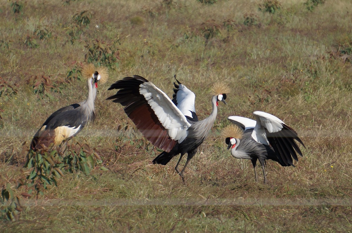 Gray Crowned-Crane - ML638216845
