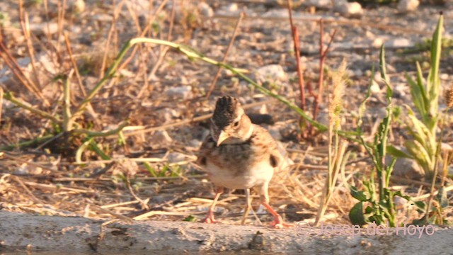 Calandra Lark - ML638216884