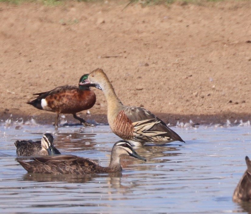 Plumed Whistling-Duck - ML638216892