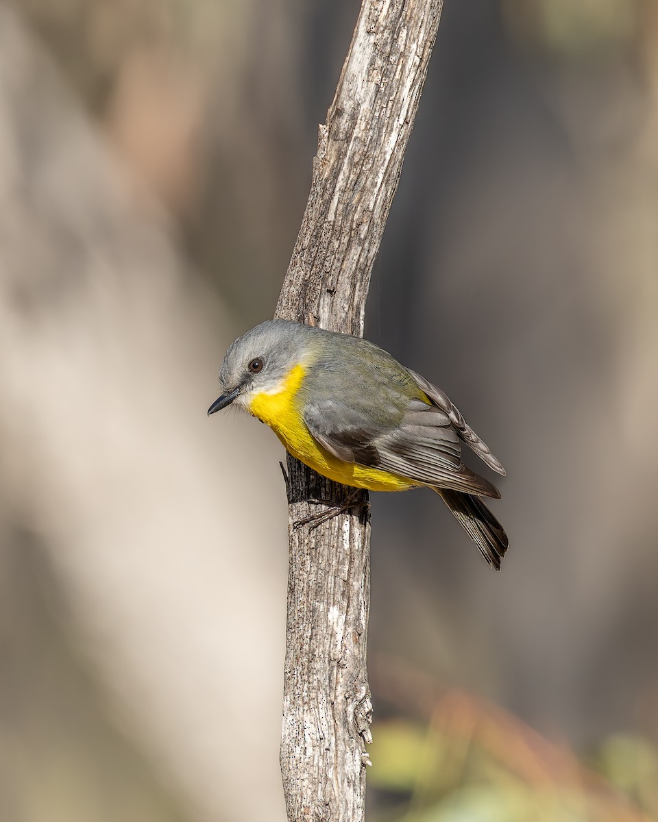 Eastern Yellow Robin - ML638216901