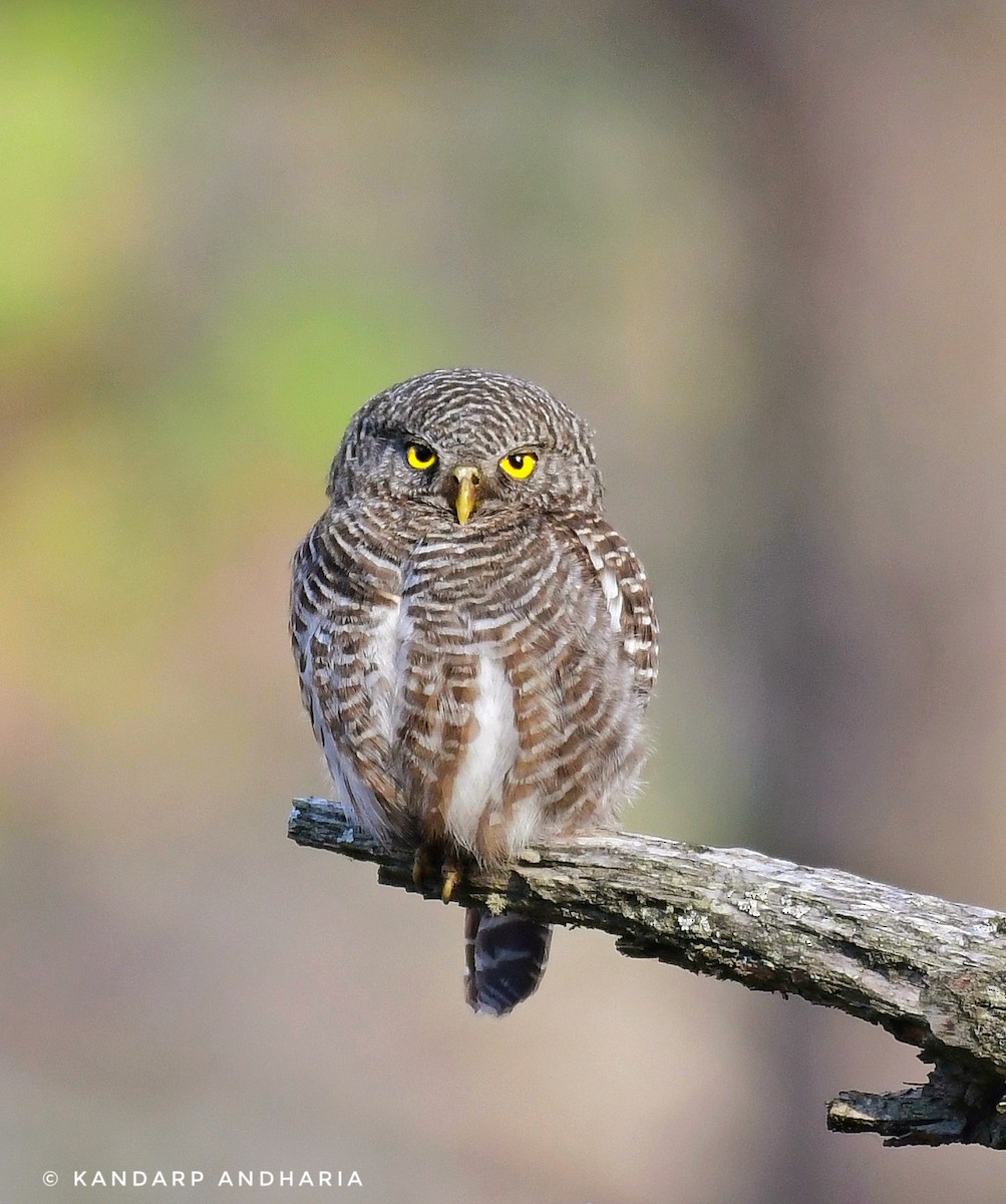Asian Barred Owlet - ML638216904