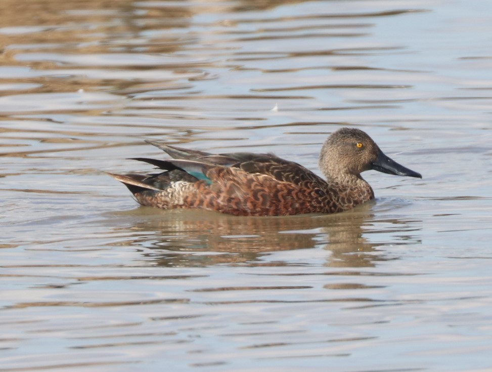 Australasian Shoveler - ML638216911