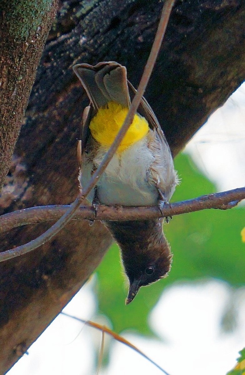 Common Bulbul - ML638216914