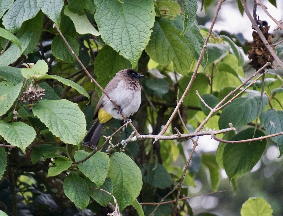 Common Bulbul - ML638216915