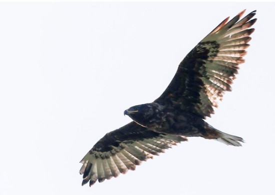Ferruginous Hawk - ML638216916