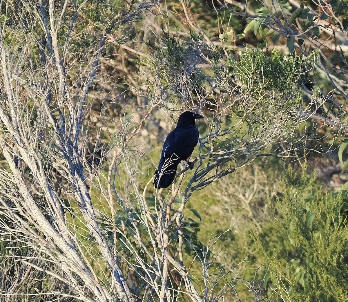 Australian Raven - ML638216925