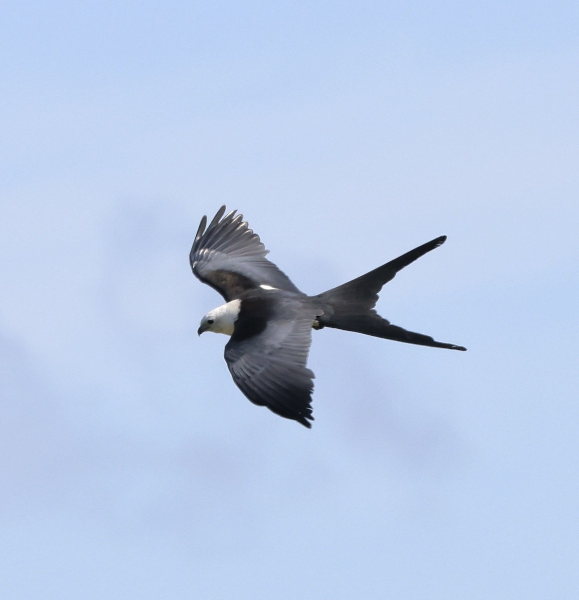 Swallow-tailed Kite - ML638216950