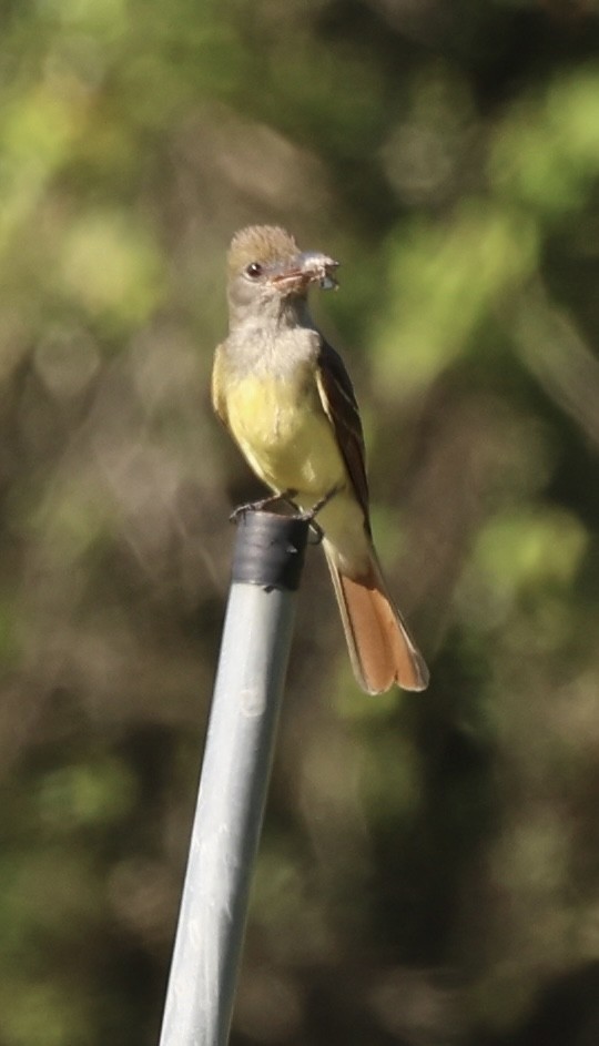 Great Crested Flycatcher - ML638216957