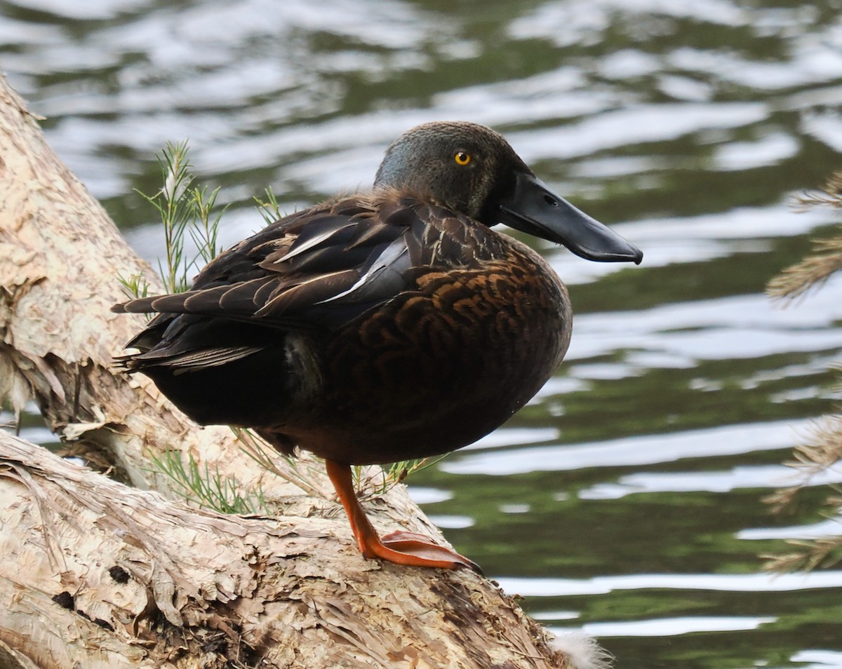 Australasian Shoveler - ML638216959