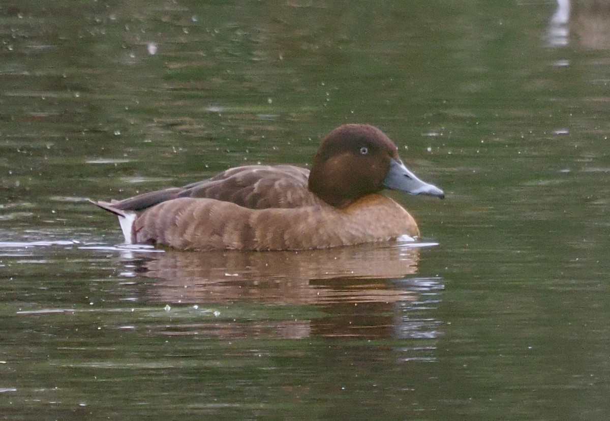 polák australský - ML638216965
