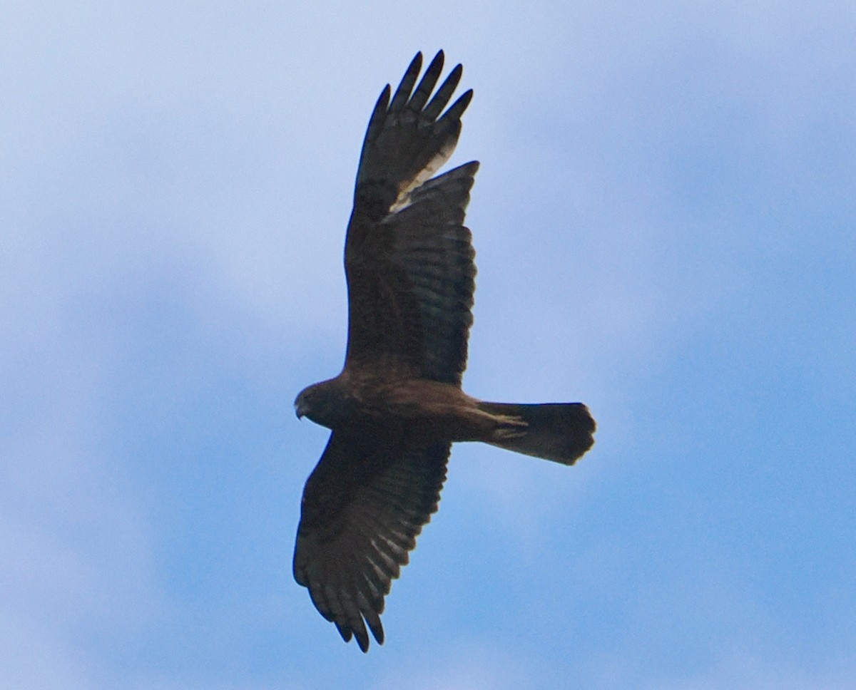 Swamp Harrier - ML638216973