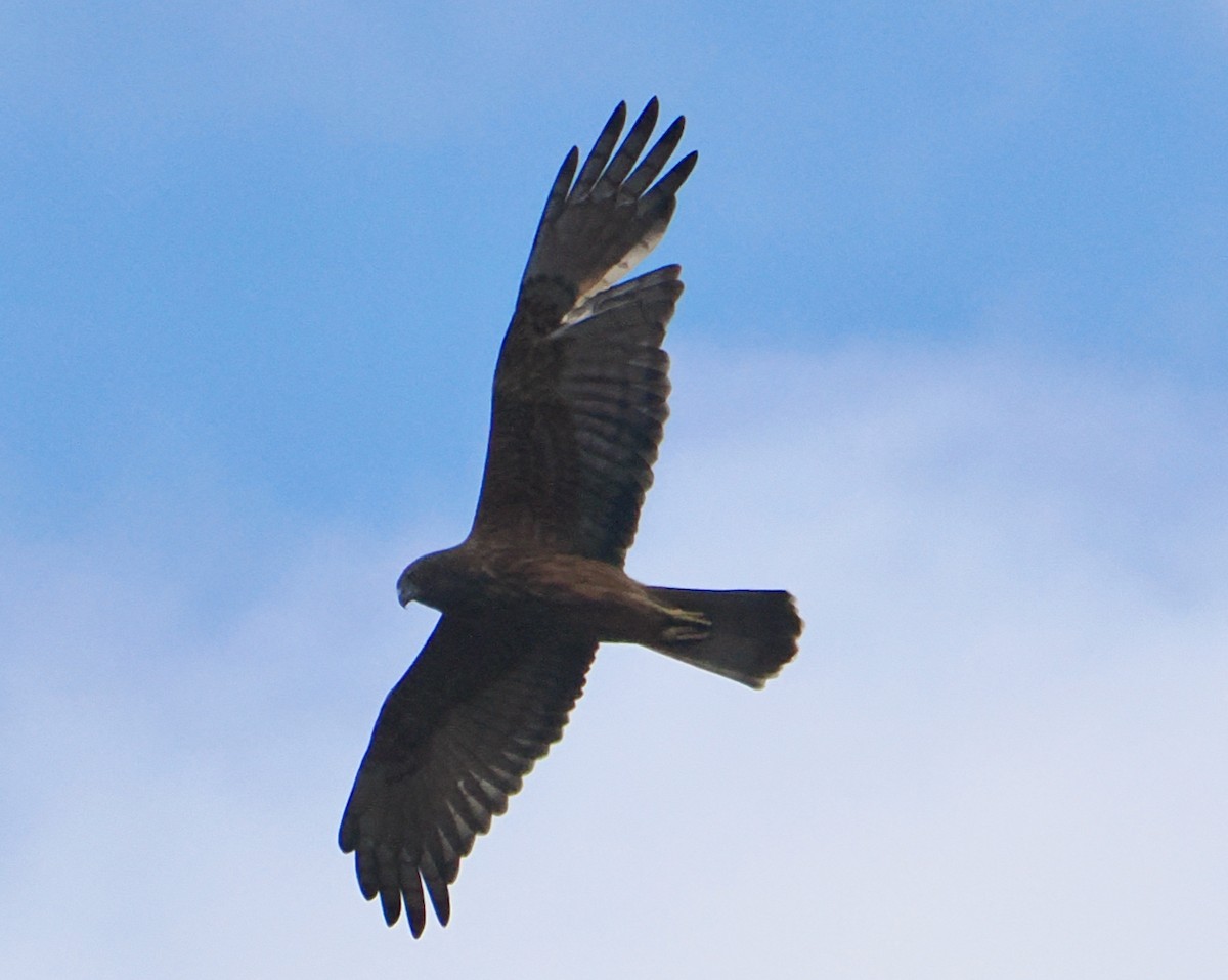 Swamp Harrier - ML638216974