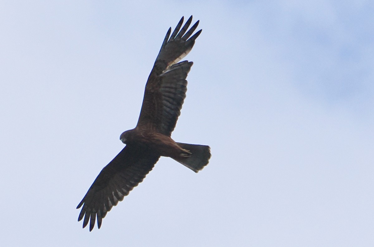 Swamp Harrier - ML638216975
