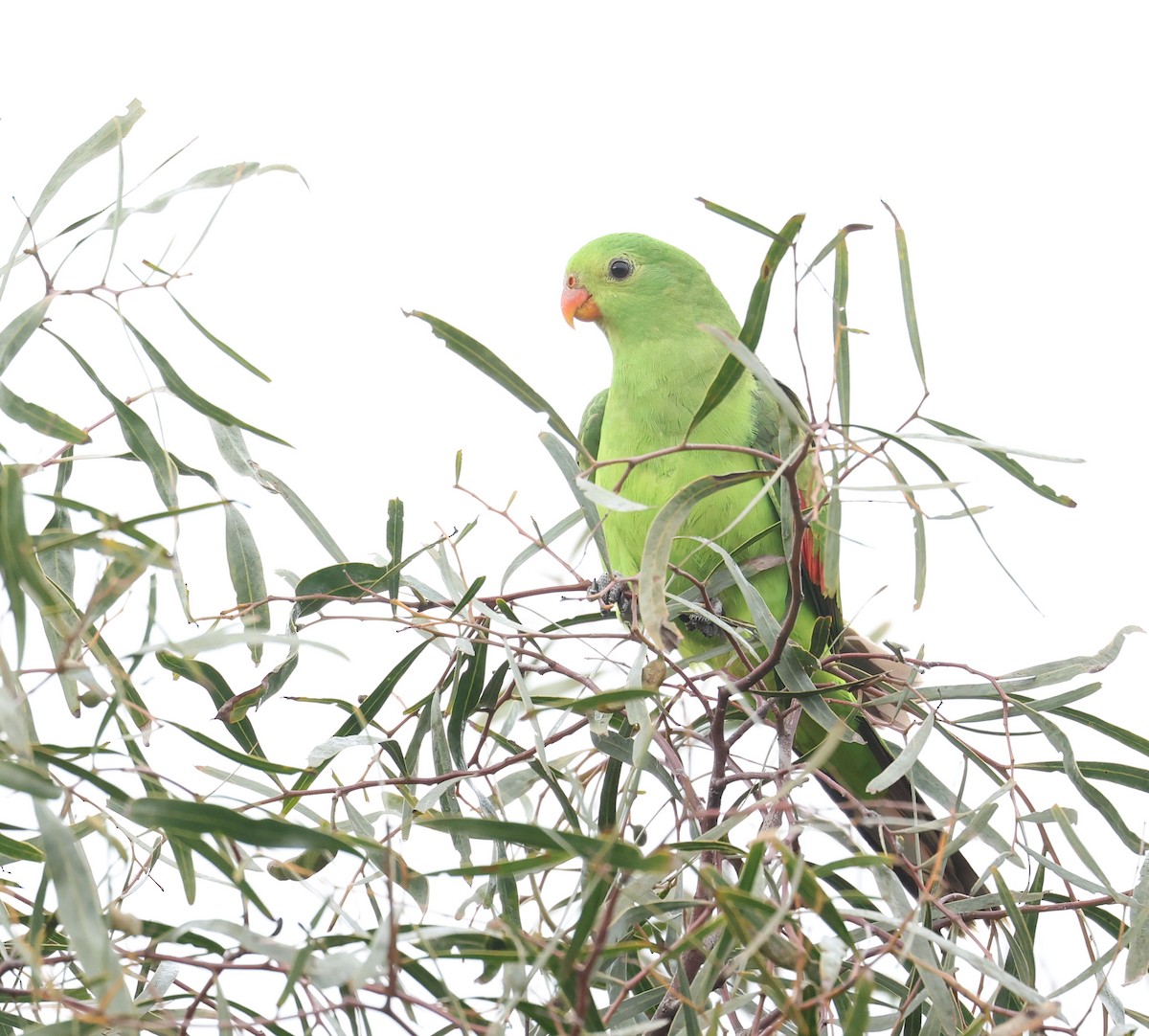 Red-winged Parrot - ML638216979
