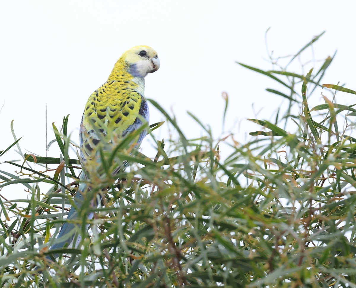 Pale-headed Rosella - ML638216990