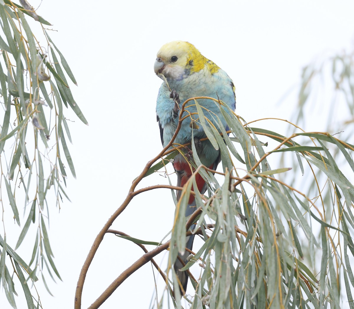 Pale-headed Rosella - ML638216991