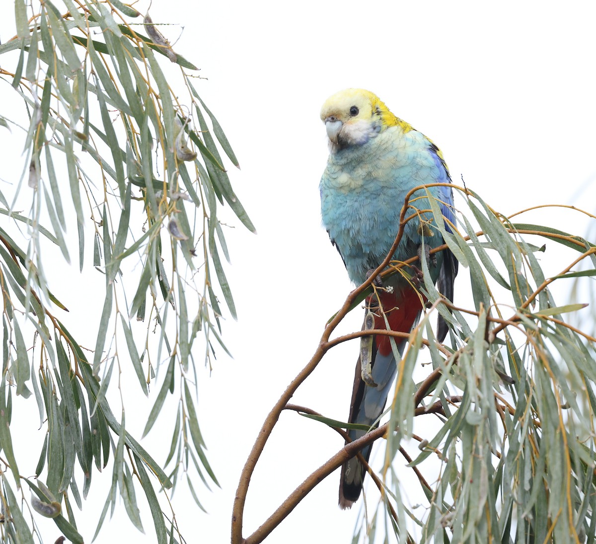 Pale-headed Rosella - ML638216992