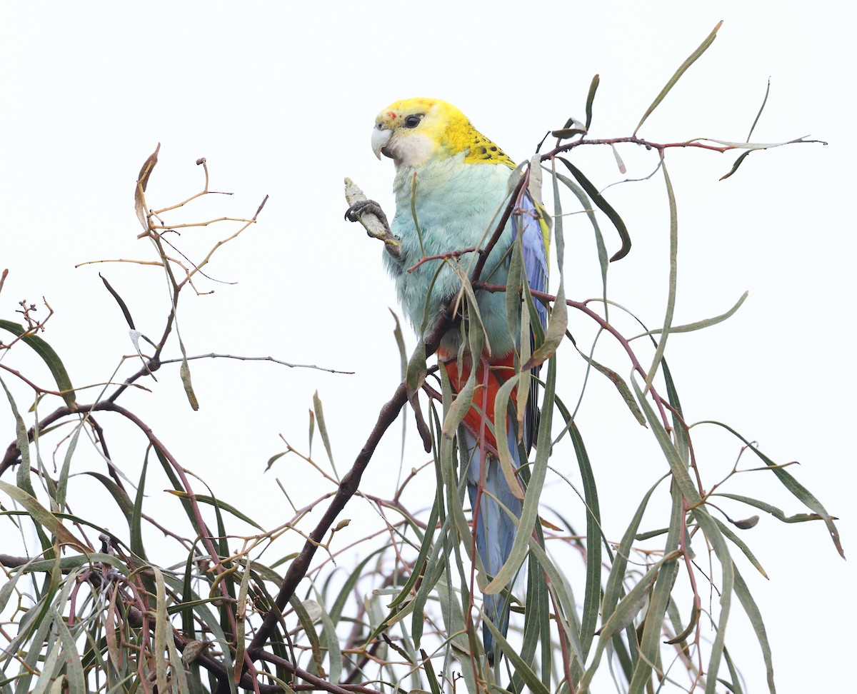 Pale-headed Rosella - ML638216993