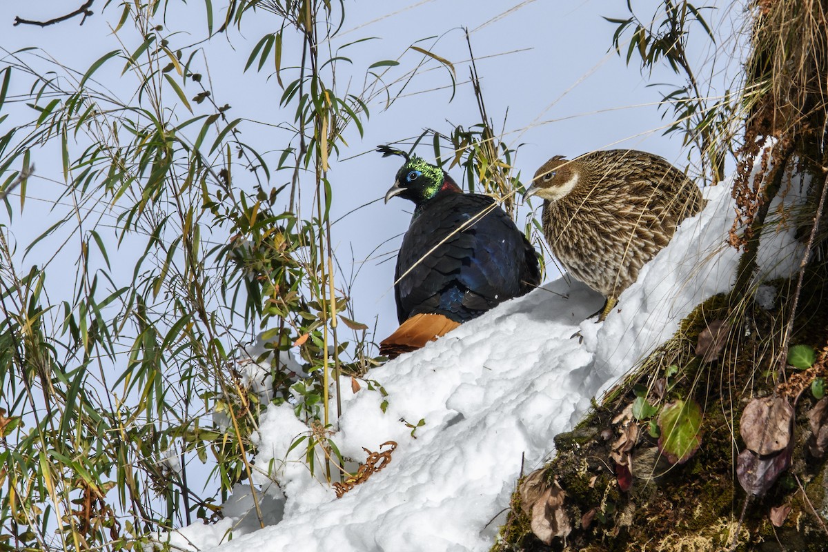 Himalayan Monal - ML638217004