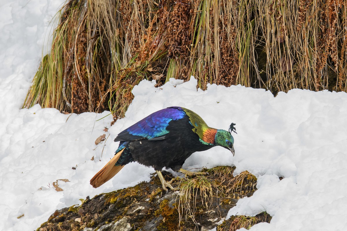 Himalayan Monal - ML638217005