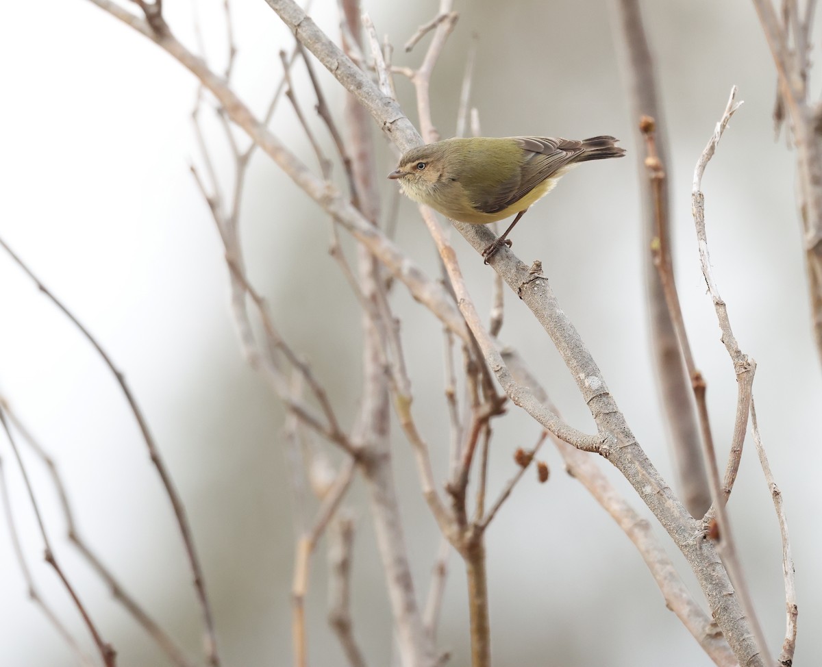 Weebill - ML638217006