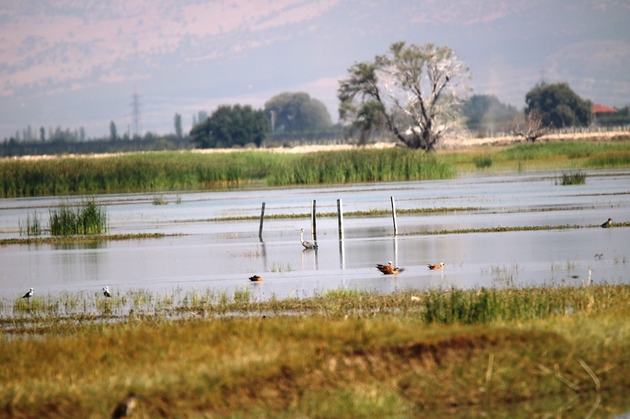 Ruddy Shelduck - ML63821701