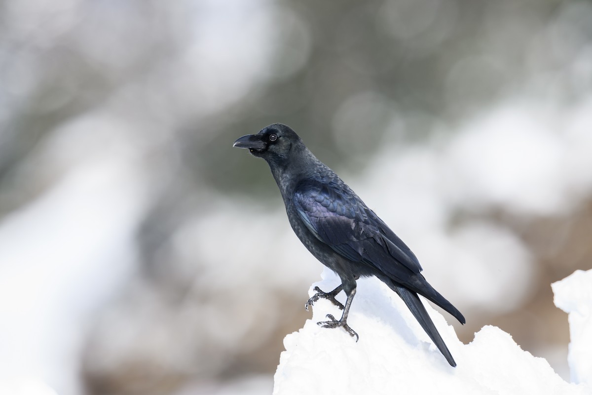 Large-billed Crow - ML638217015