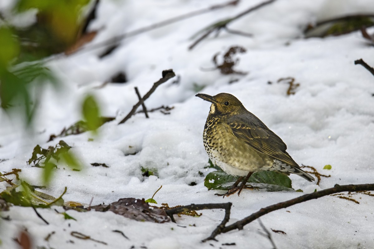 Long-billed Thrush - ML638217018