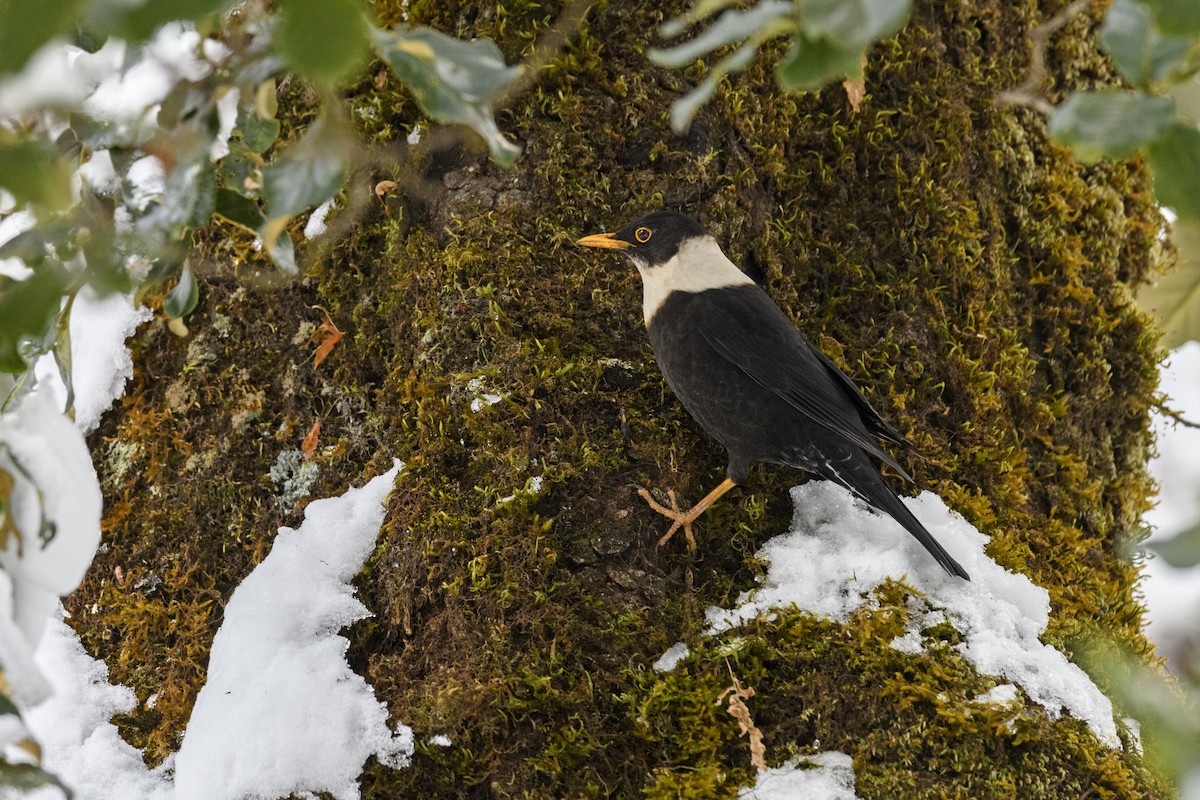 White-collared Blackbird - ML638217021