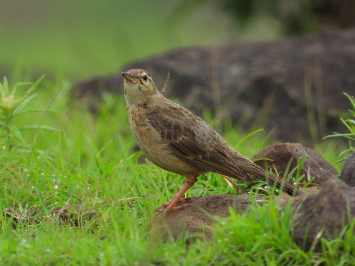 Long-billed Pipit - ML638217043