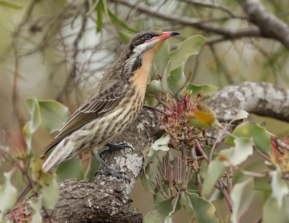 Spiny-cheeked Honeyeater - ML638217063