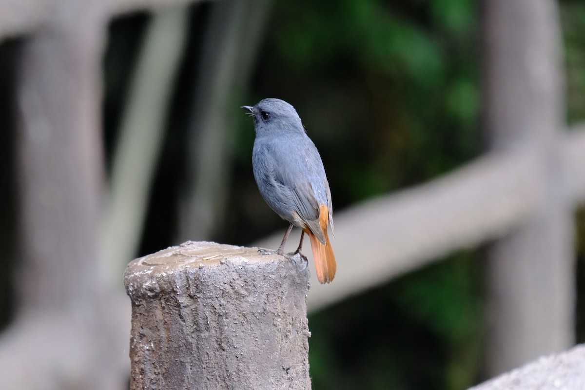 Plumbeous Redstart - ML638217072