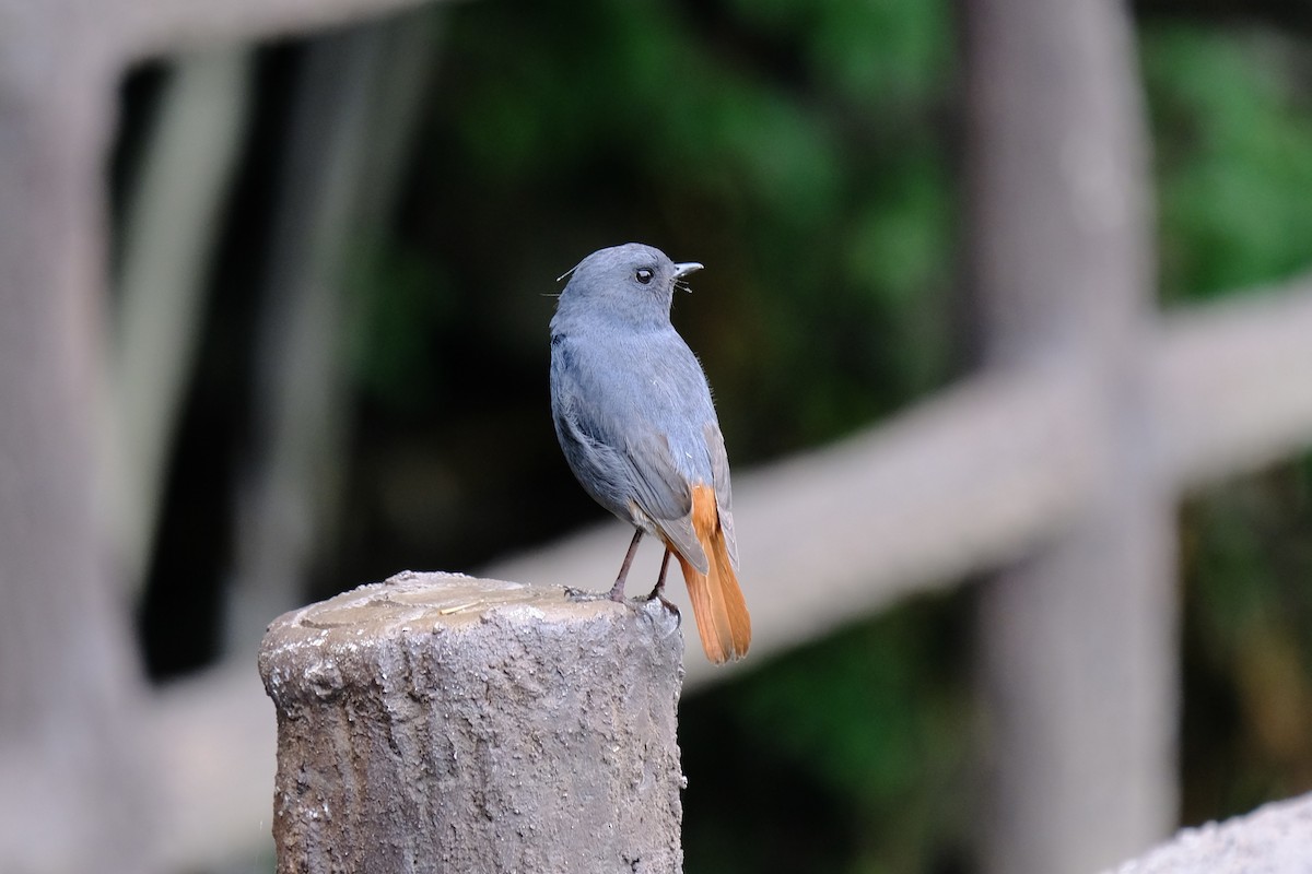 Plumbeous Redstart - ML638217073
