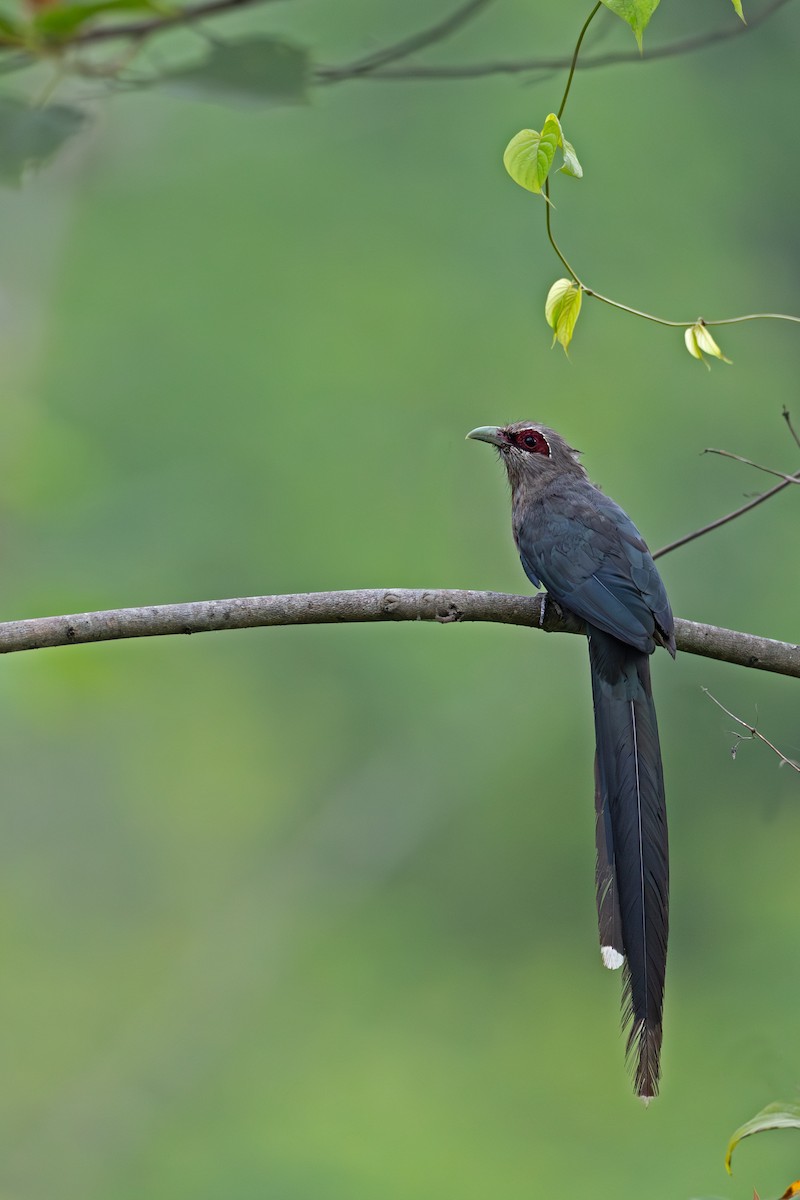 Green-billed Malkoha - ML638217084