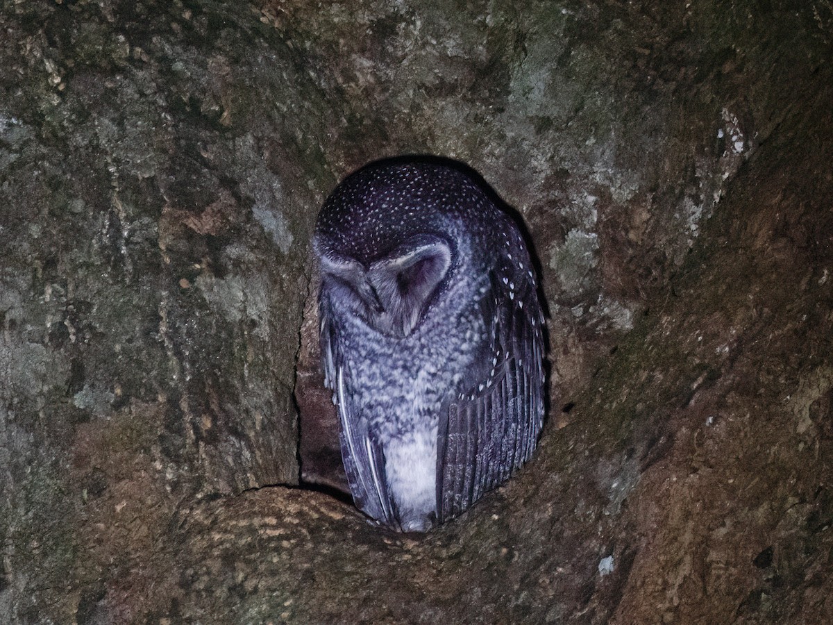 Sooty Owl (Lesser) - ML638217102