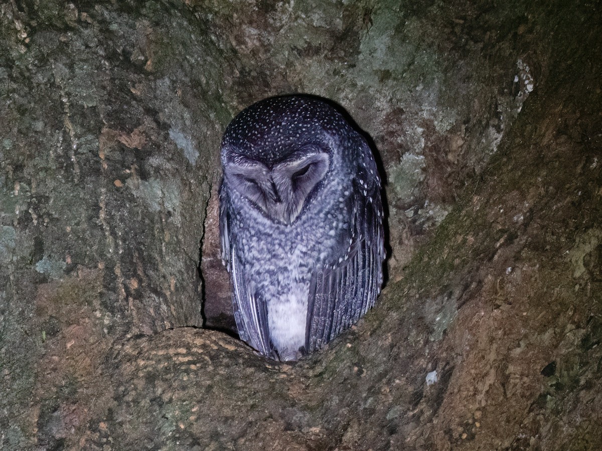 Sooty Owl (Lesser) - ML638217103